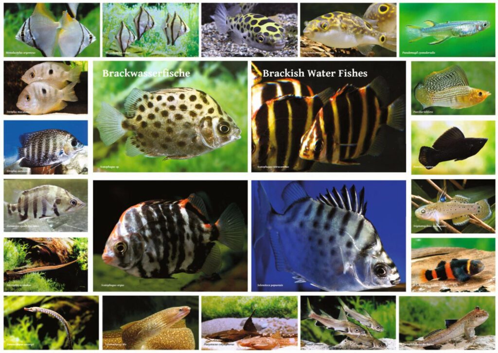 brackish water fishes
