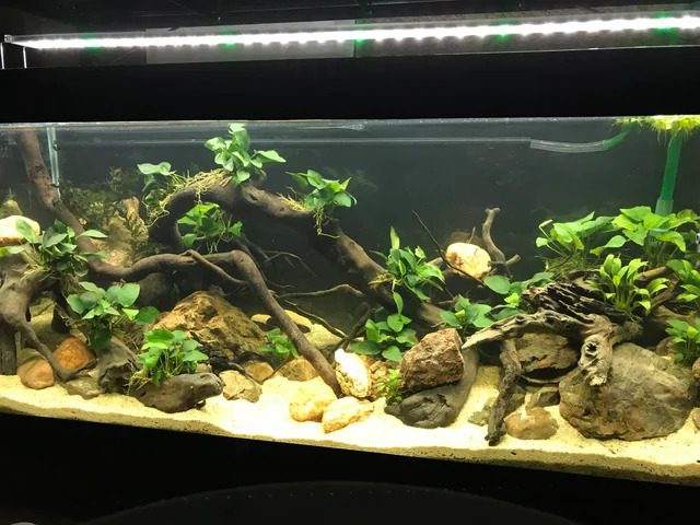 Central Africa - Congo Basin biotope