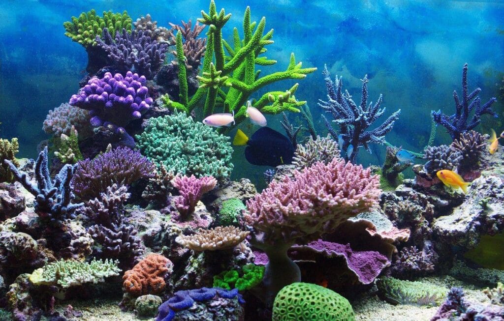 coral reef tank