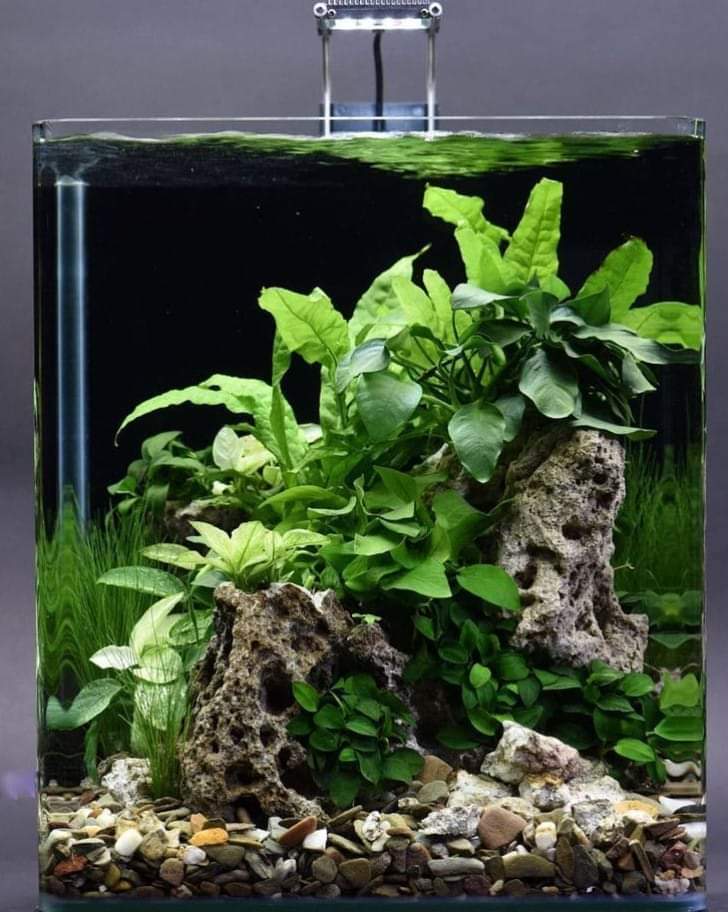 compact planted aquarium for desk setup Delhi NCR