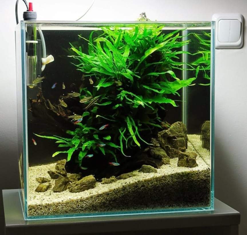nano planted aquarium Delhi NCR with live plants and aquascaping