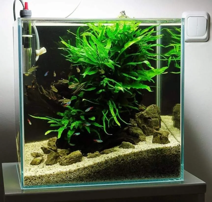 nano planted aquarium Delhi NCR with live plants and aquascaping