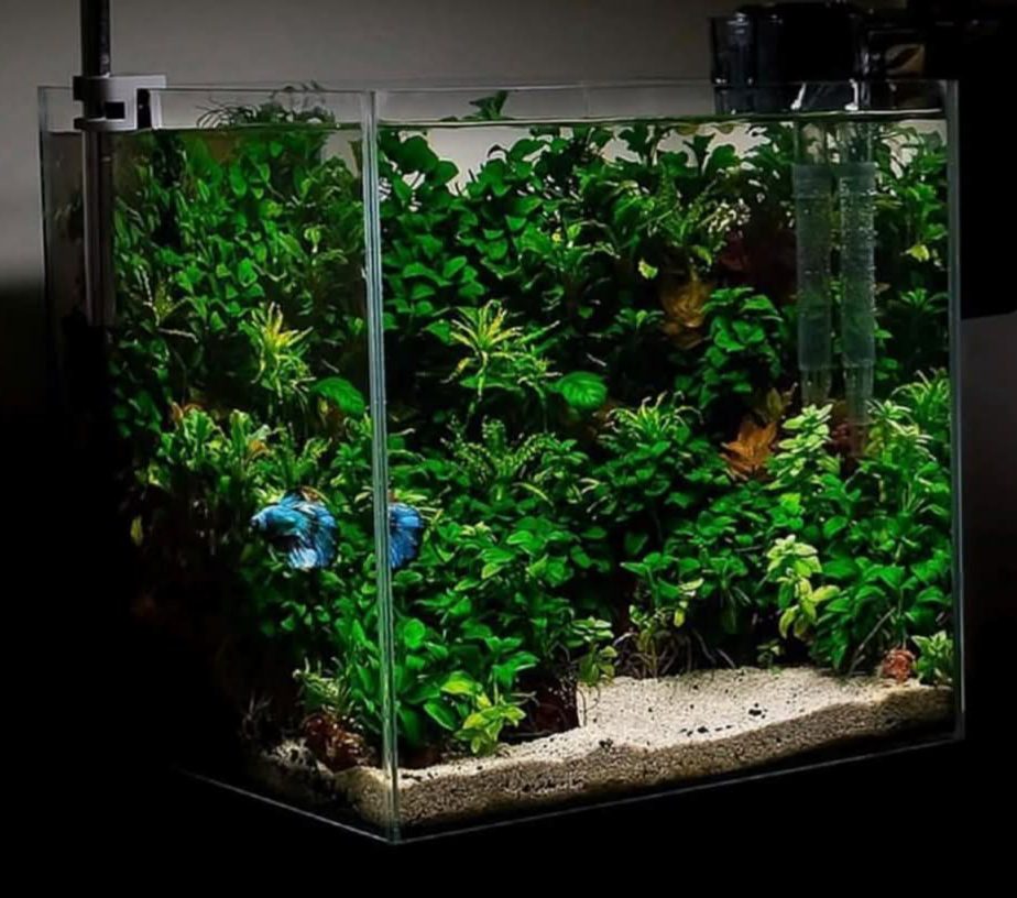 epiphytic setup