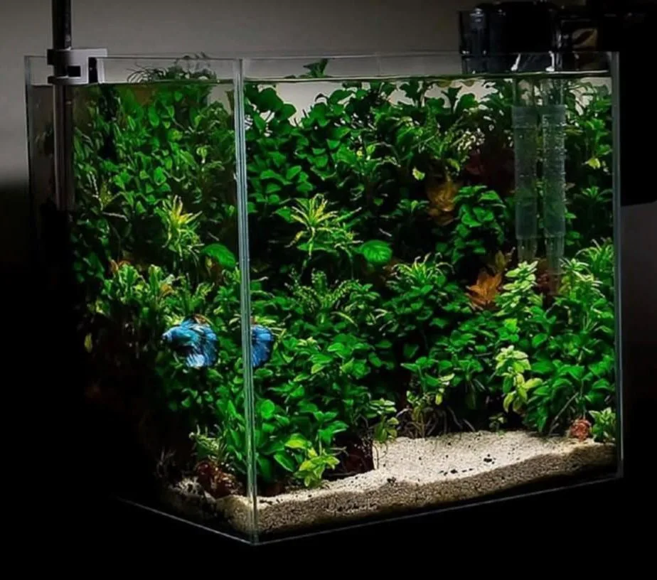 epiphytic setup
