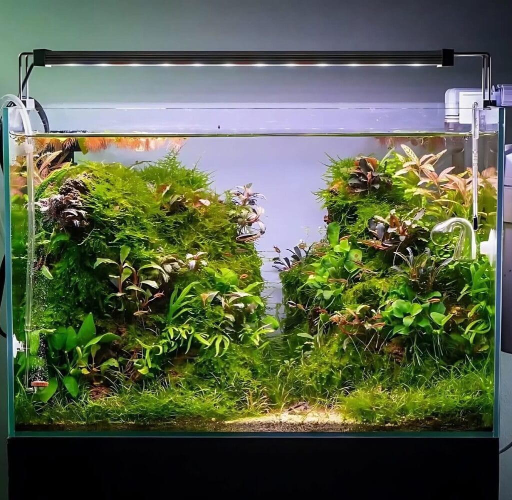 small aquarium for office desk with clean aquascape