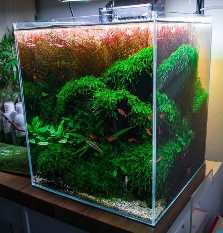 nano aquarium for home table Delhi NCR interior setup