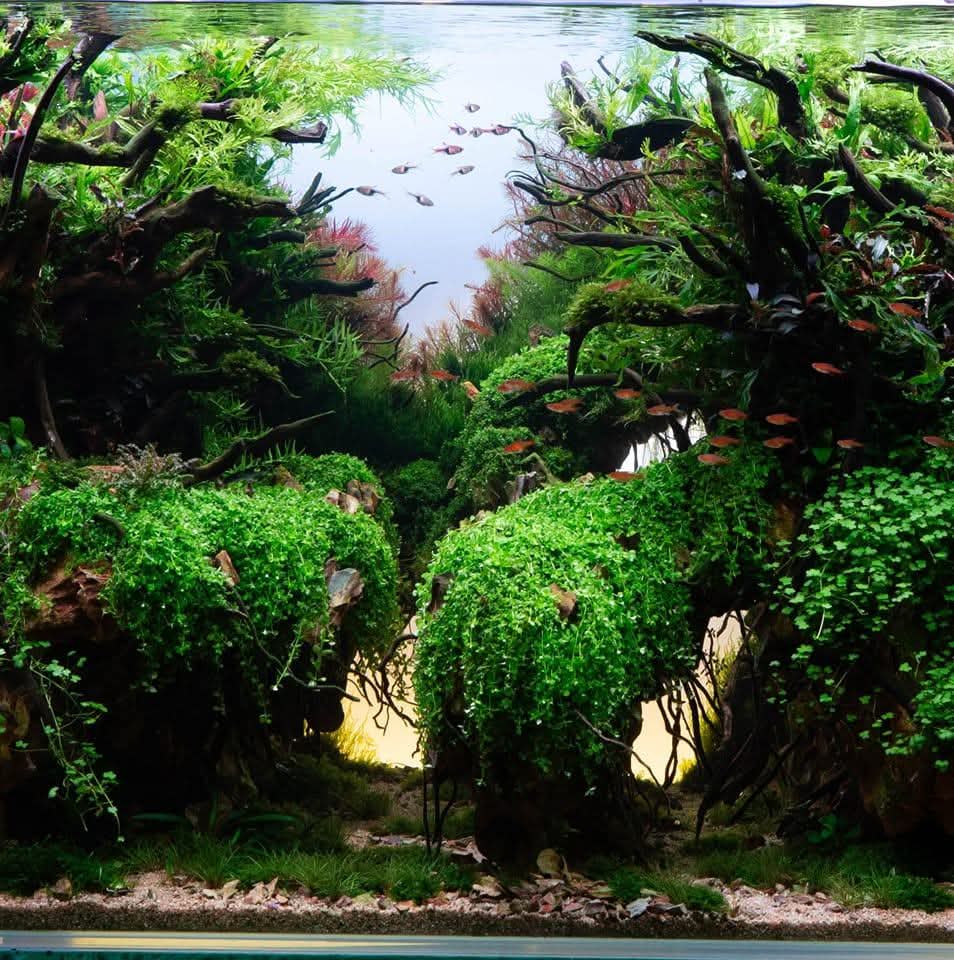 prohobby contest tank