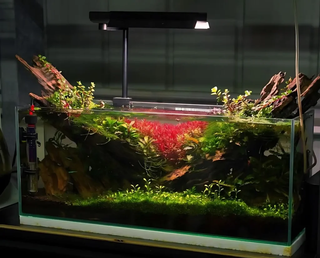 prohobby high tech planted tank
