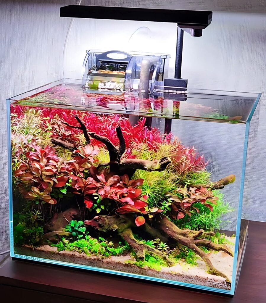 tabletop aquarium setup Delhi NCR modern compact design