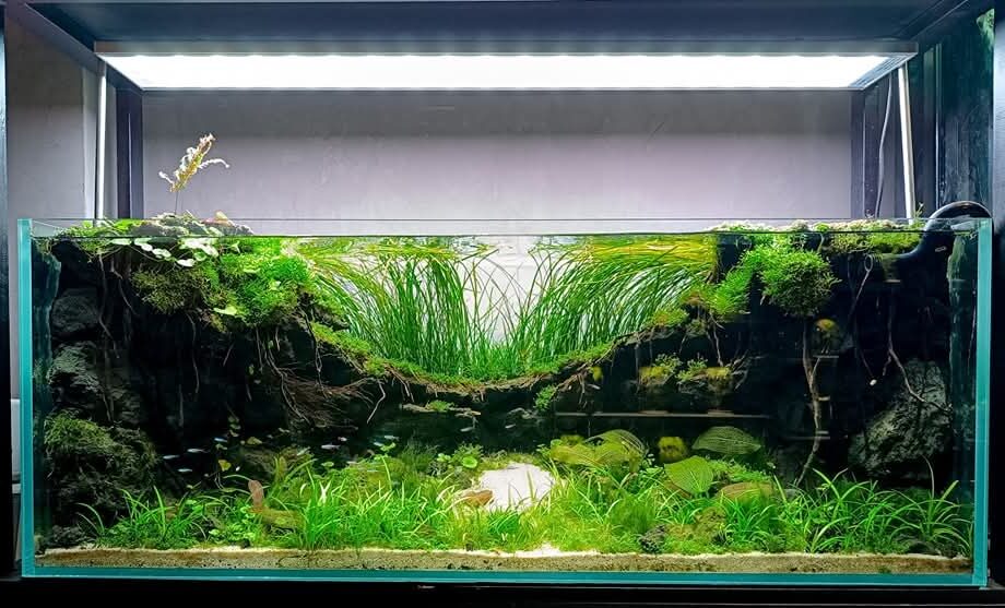 prohobby contest tank 2