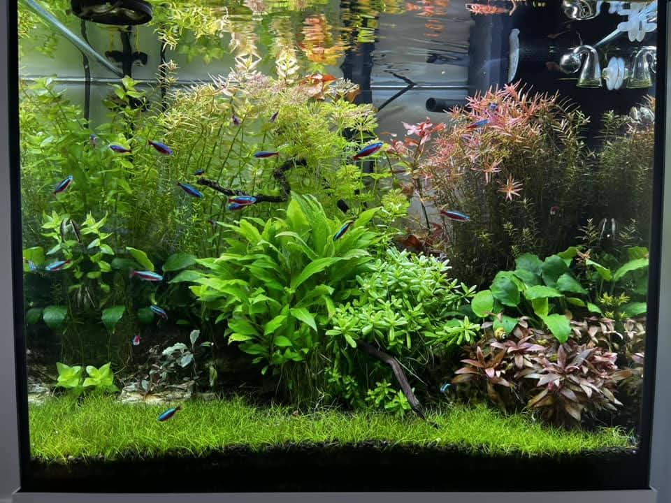 prohobby planted tank 5
