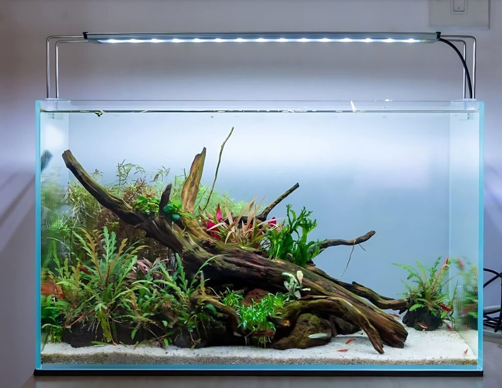 prohobby planted tank3