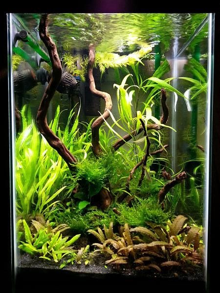 prohobby palludarium 2