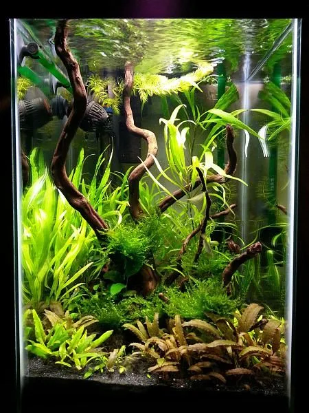 custom planted aquarium setup Delhi NCR
