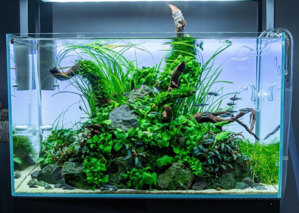 prohobby low tech planted tank 4