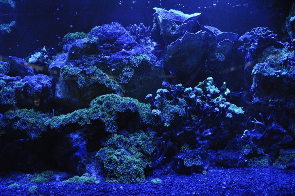 saltwater live rock tank prohobby