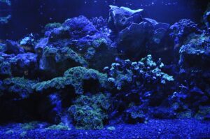 saltwater live rock saltwater live rock