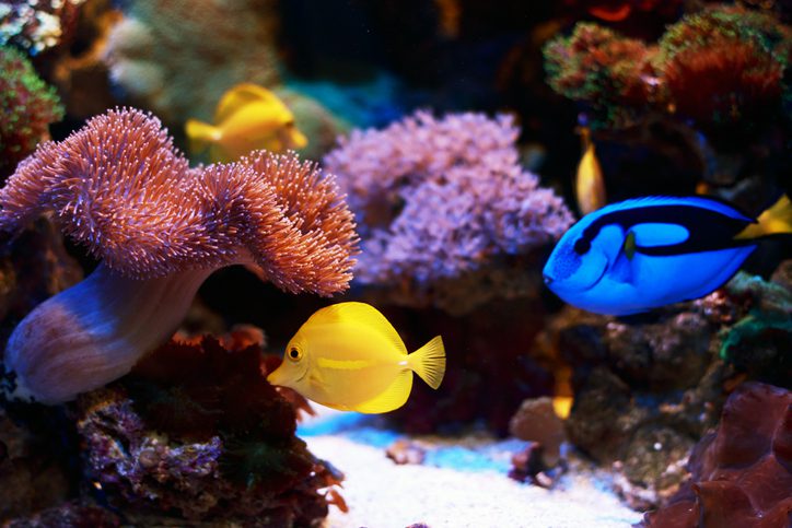 yellow tangs and blue tang fish tropical fish