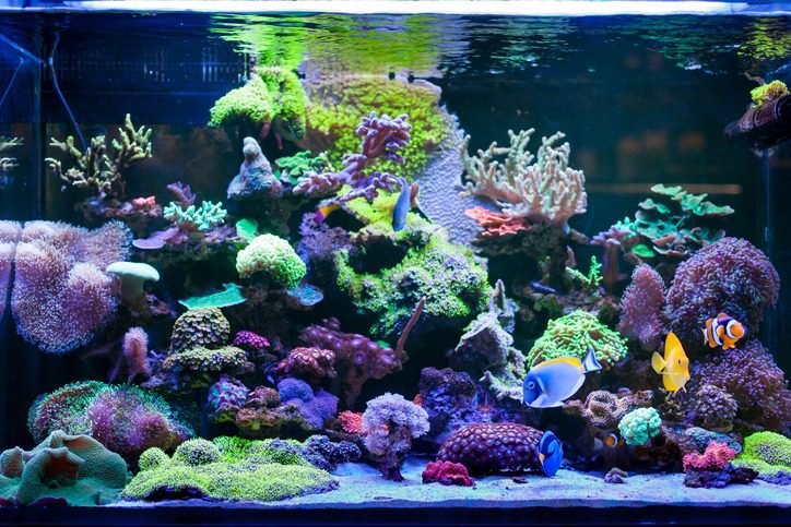 coral reef aquarium