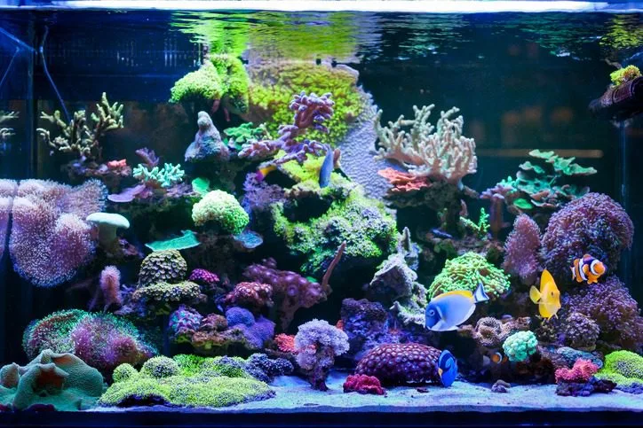 coral reef aquarium