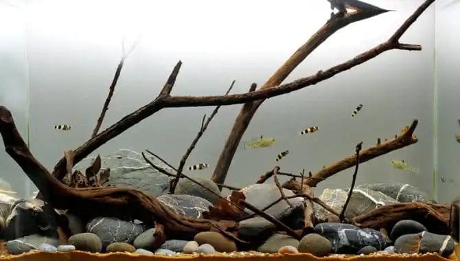 brackish water tank custom brackish aquarium Delhi NCR mangrove style aquascape with fish