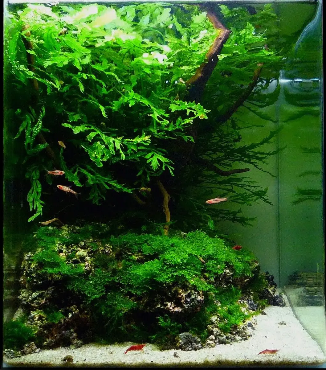 prohobby vertical planted tank