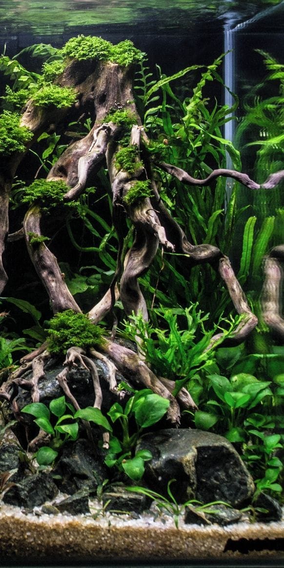 prohobby sunken forest scape