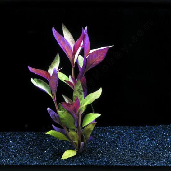 Alternanthera reineckii lilacina - prohobby Alternanthera Reineckii Lilacina