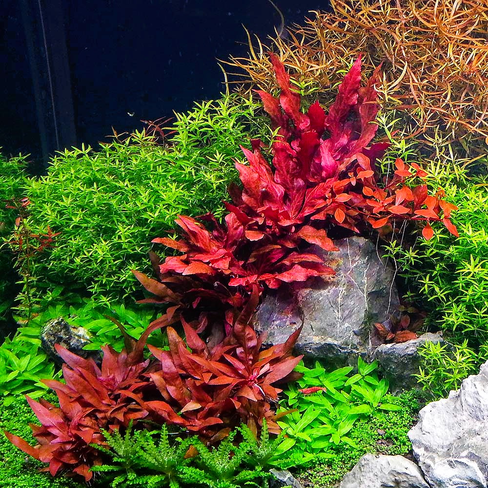 Alternanthera reineckii mini - prohobby Alternanthera Reineckii Mini