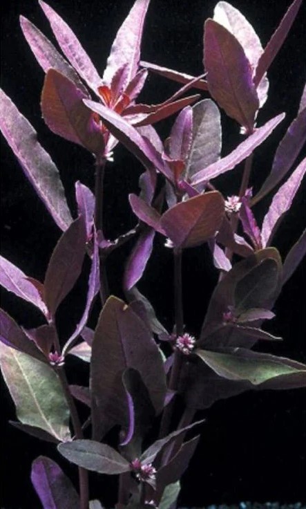 Alternanthera sessilis purple - prohobby Alternanthera Sessilis Purple