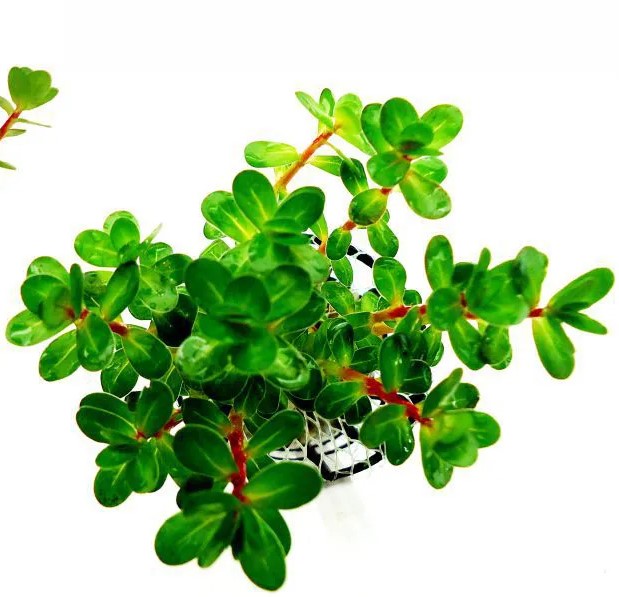 Ammannia sp Bonsai - prohobby Ammannia sp Bonsai