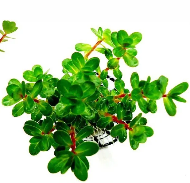 Ammannia sp Bonsai