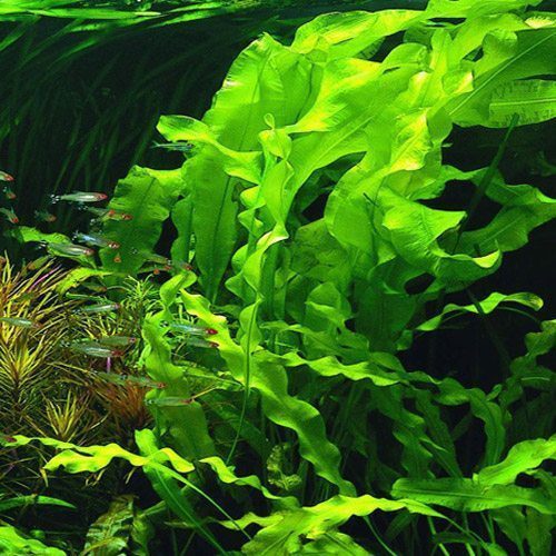 Aponogeton Undulatus - prohobby Aponogeton Undulatus
