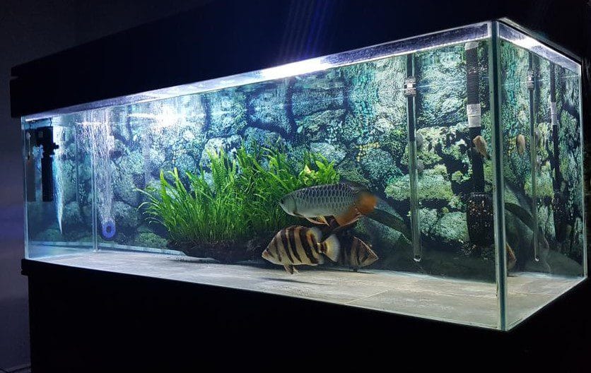 asian arowana setup delhi ncr