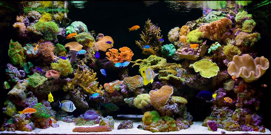 beginner marine reef prohobby