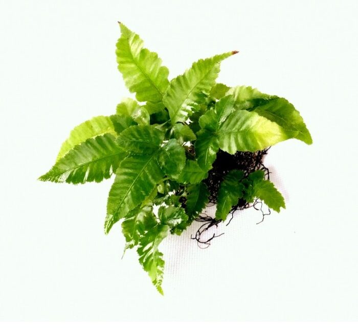 Bolbitis Heteroclita - prohobby Bolbitis Heteroclita - prohobby