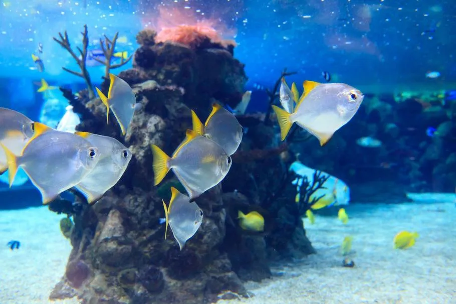 brackish aquarium by prohobby