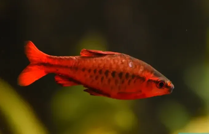 Cherry Barb