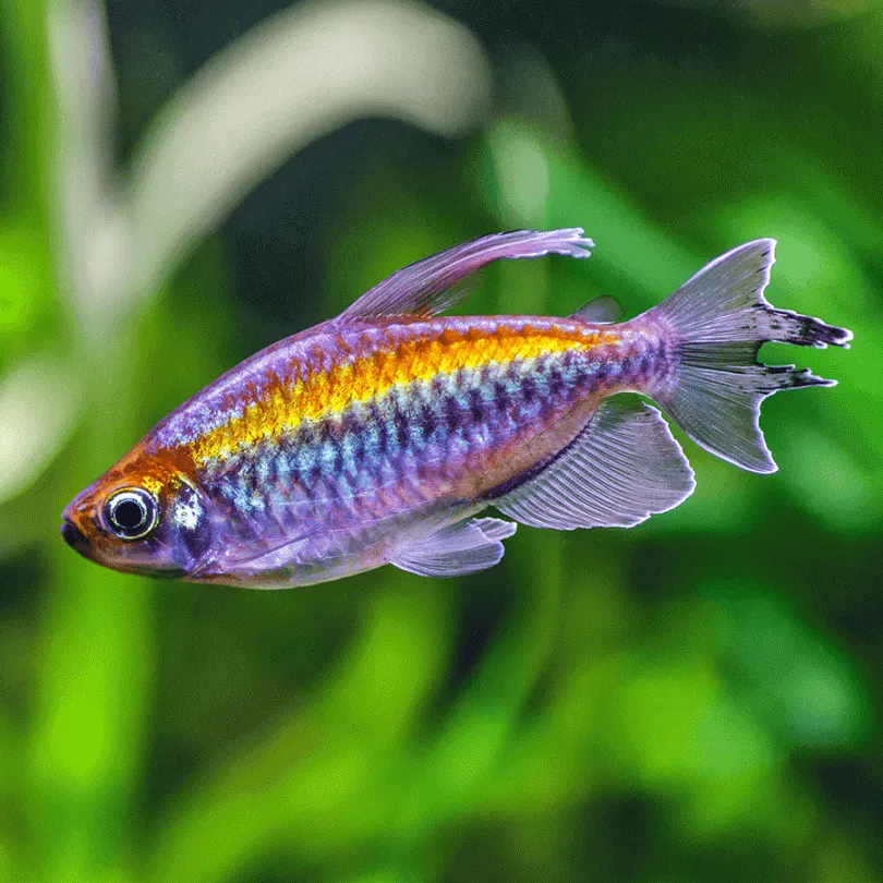 Congo Tetra