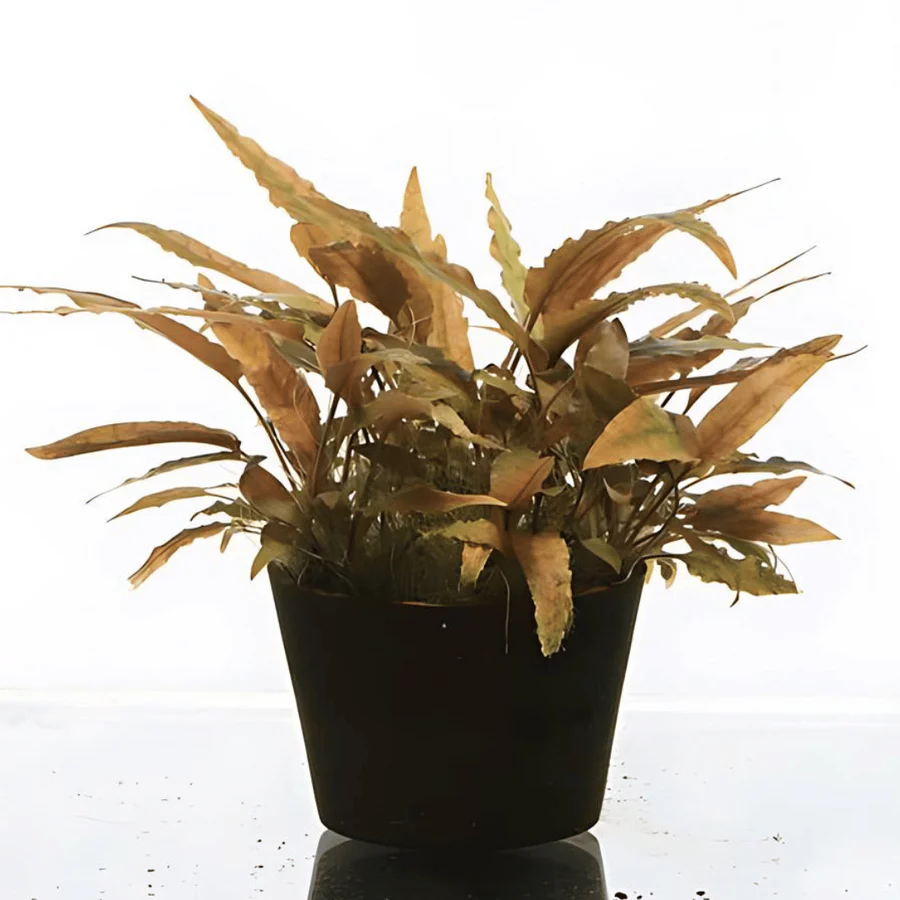 Cryptocoryne Axelrodi - prohobby Cryptocoryne Axelrodi