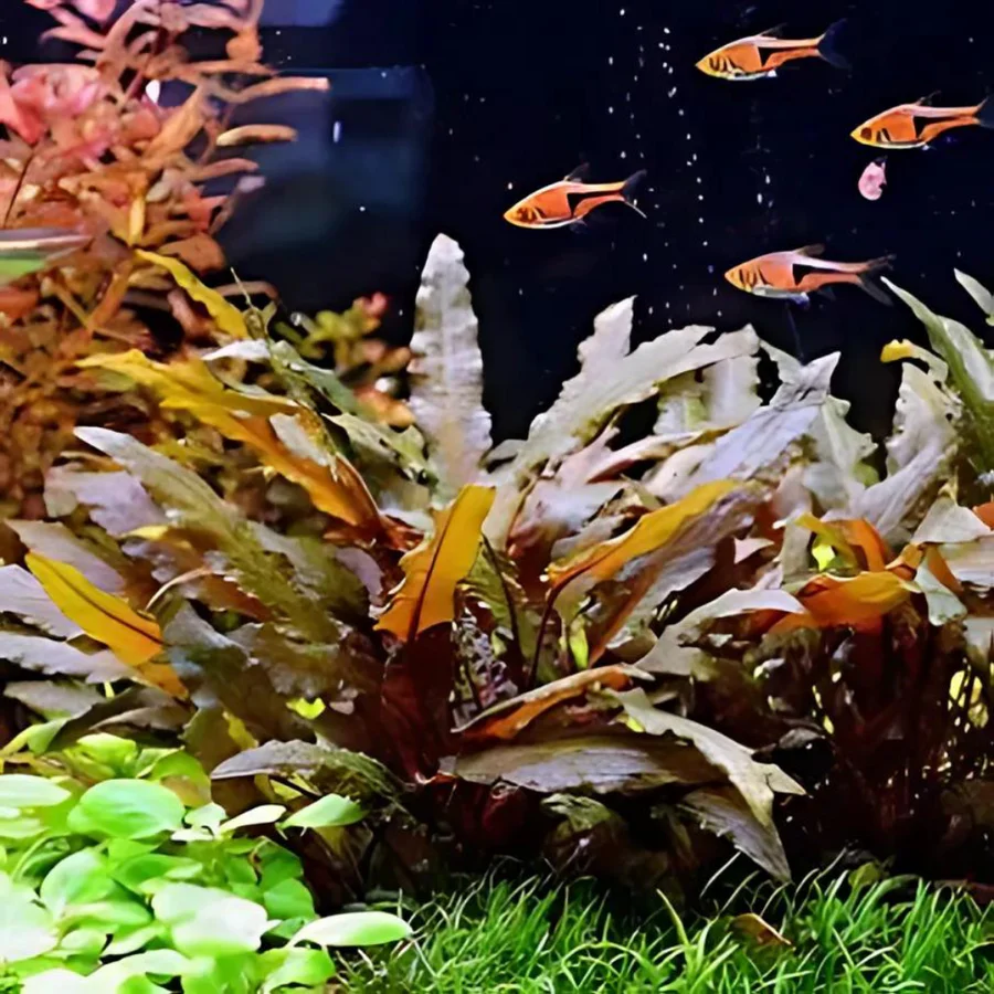 Cryptocoryne Wendtii Brown - prohobby Cryptocoryne Wendtii Brown