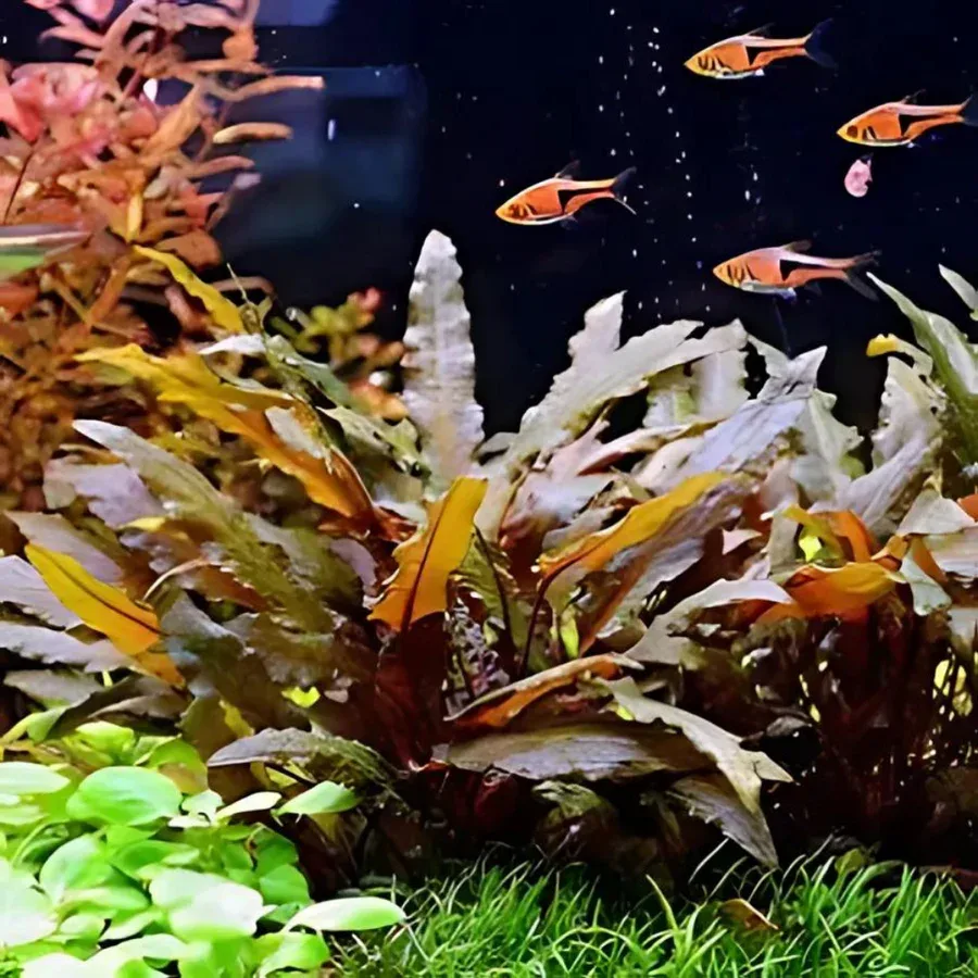 Cryptocoryne Wendtii Brown