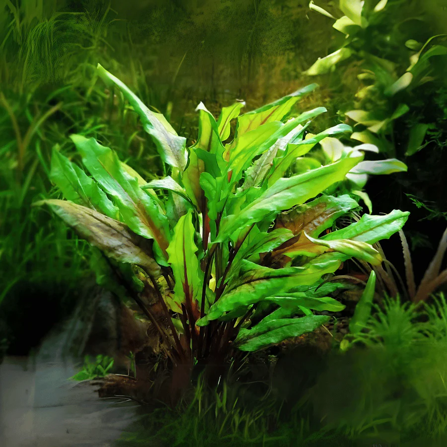 Cryptocoryne Wendtii Green - prohobby Cryptocoryne Wendtii Green