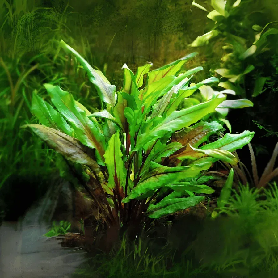 Cryptocoryne Wendtii Green