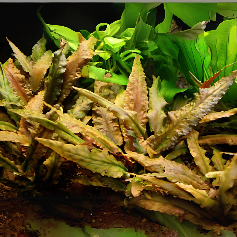 Cryptocoryne Wendtii Tropica - prohobby Cryptocoryne Wendtii Tropica