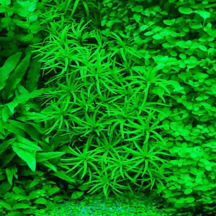 Eichhornia diversifolia