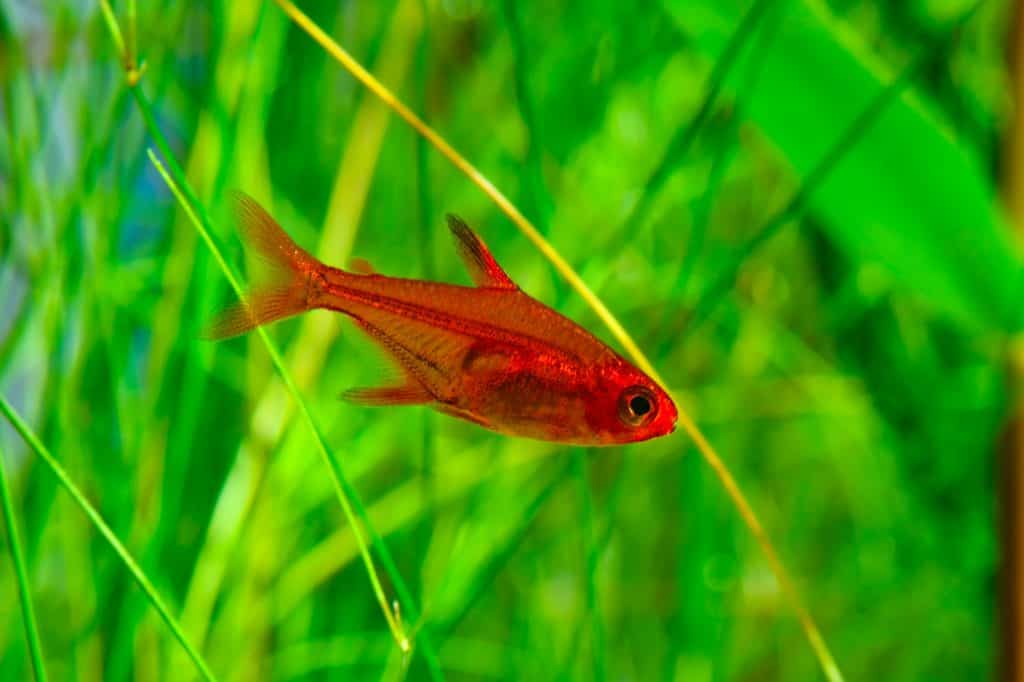 Ember Tetra