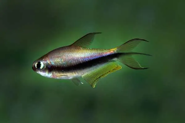 Emperor Tetra