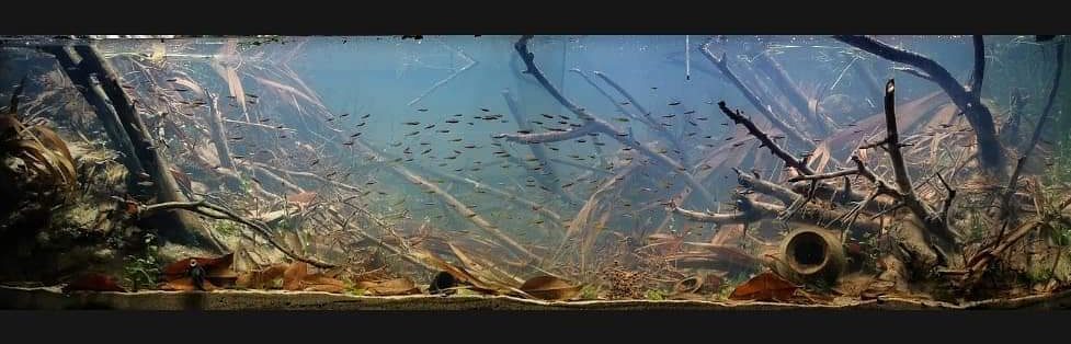 brackish water biotope by prohobby