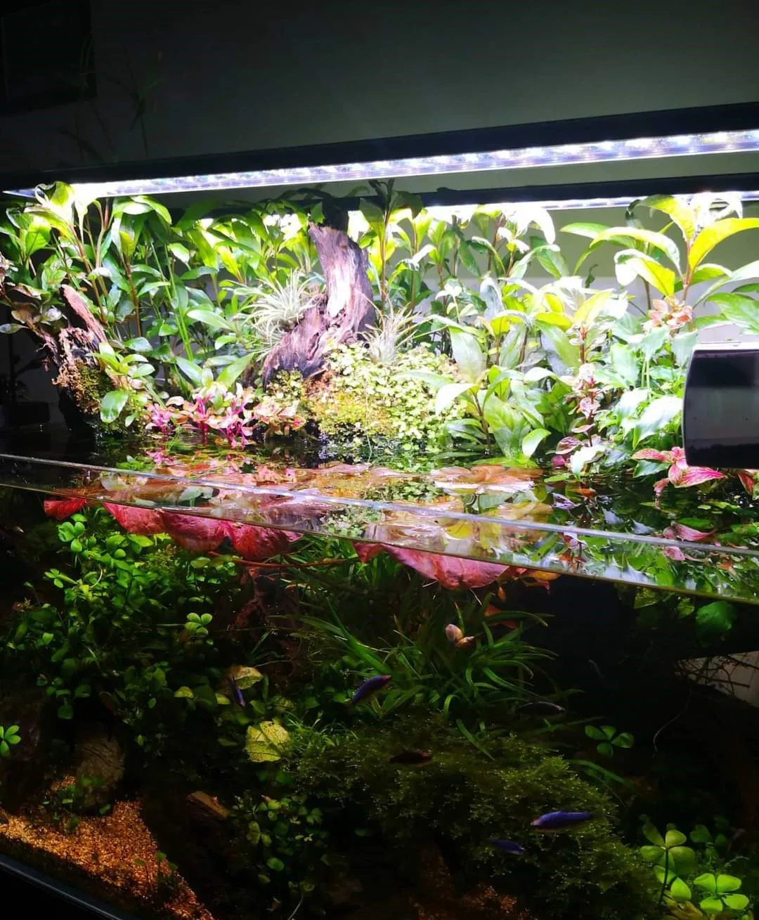 custom paludarium builds with engineered land–water interface by ProHobby